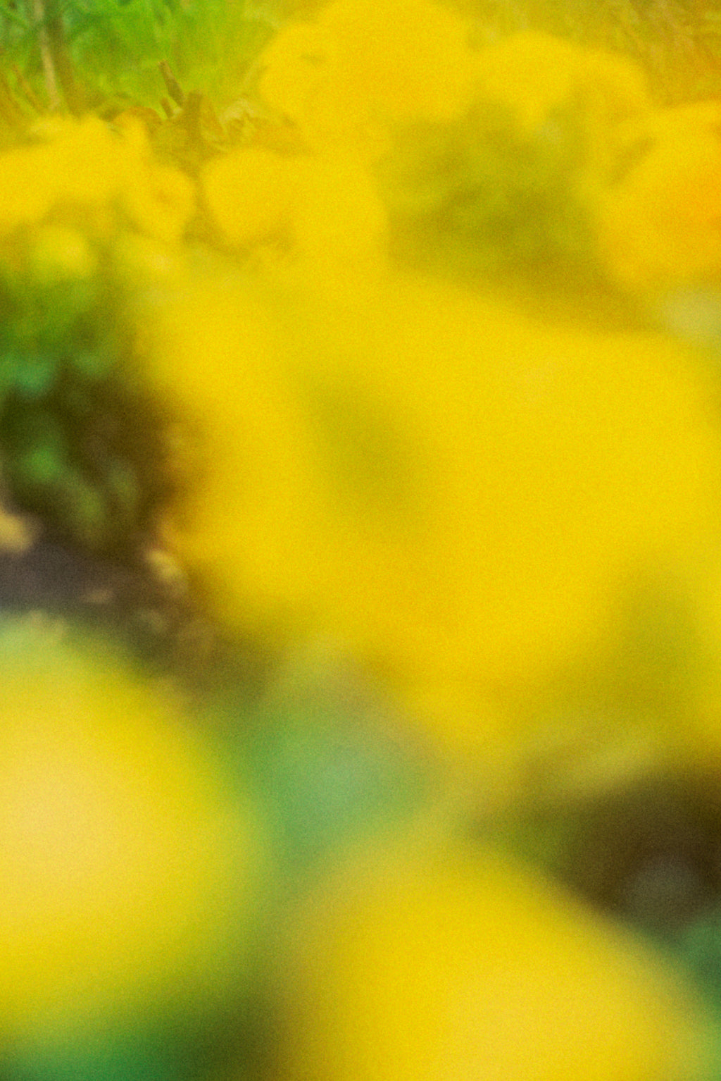 Photography by Jordan Sullivan titled "The Autumns of Spring 17" - 2.