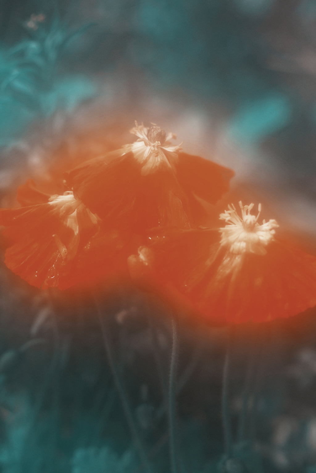 Photography by Jordan Sullivan titled "The Autumns of Spring 21" - 2.