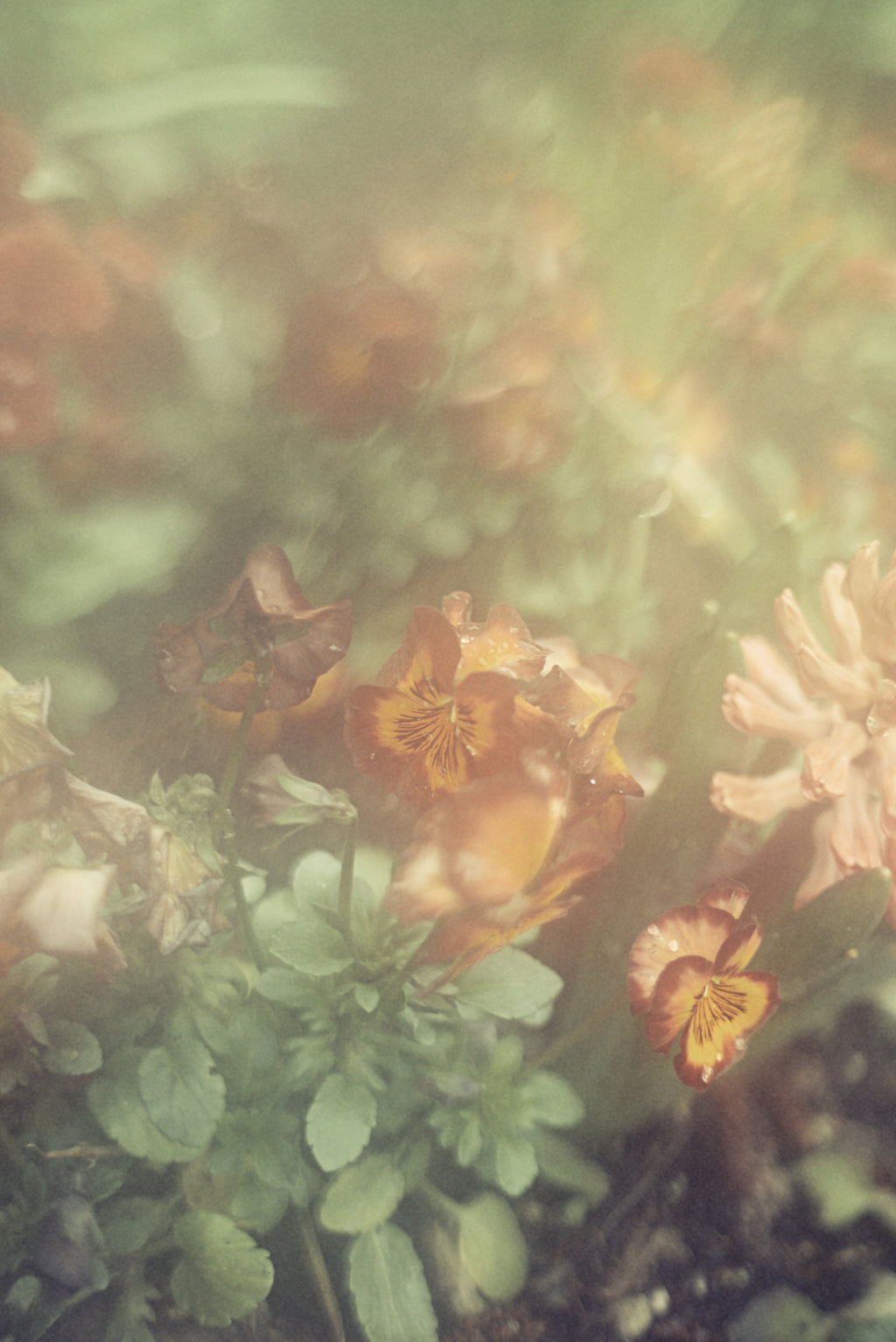 Photography by Jordan Sullivan titled "The Autumns of Spring 57" - 2.