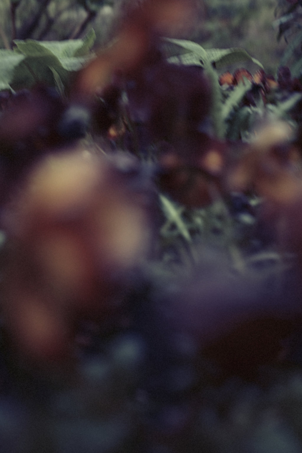Photography by Jordan Sullivan titled "The Autumns of Spring 58" - 2.