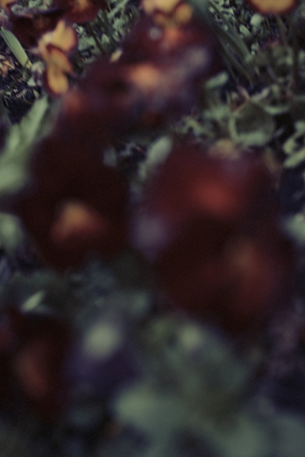 Photography by Jordan Sullivan titled "The Autumns of Spring 59" - 2.