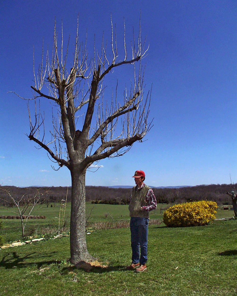 Photography by Michael Northrup titled "JD and His Tree" - 2.