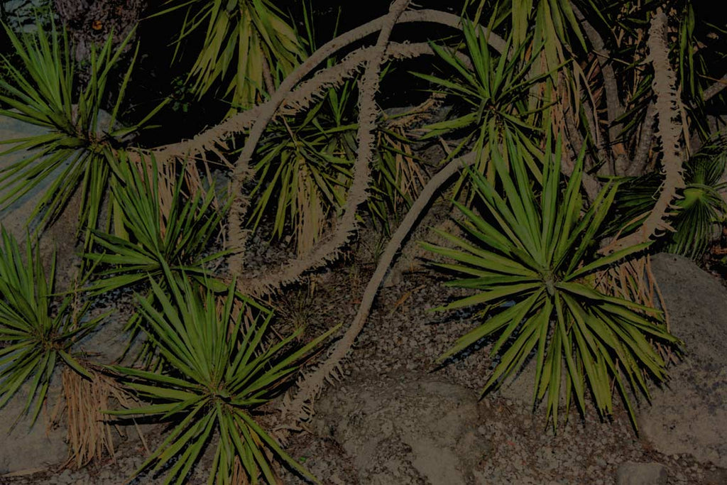 Photography by Dolly Faibyshev titled "Nature Study, Night" - 2.