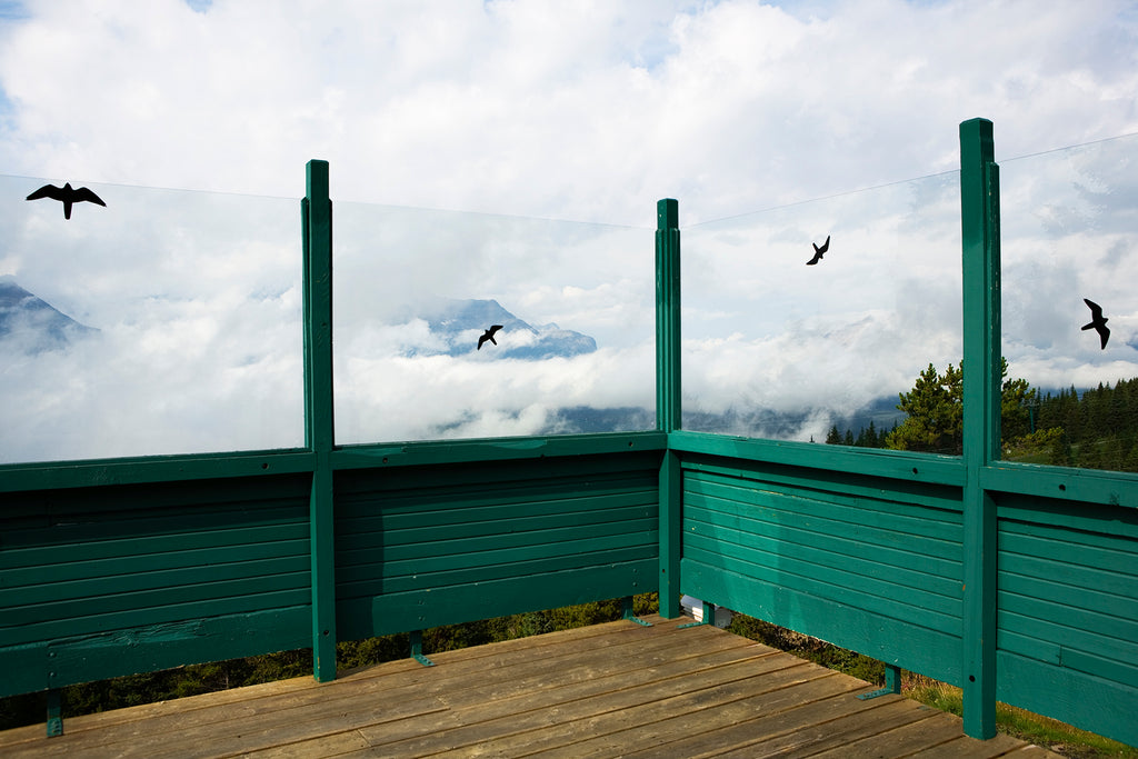 Photography by Jessica Haye & Clark Hsiao titled "Birds" - 2.