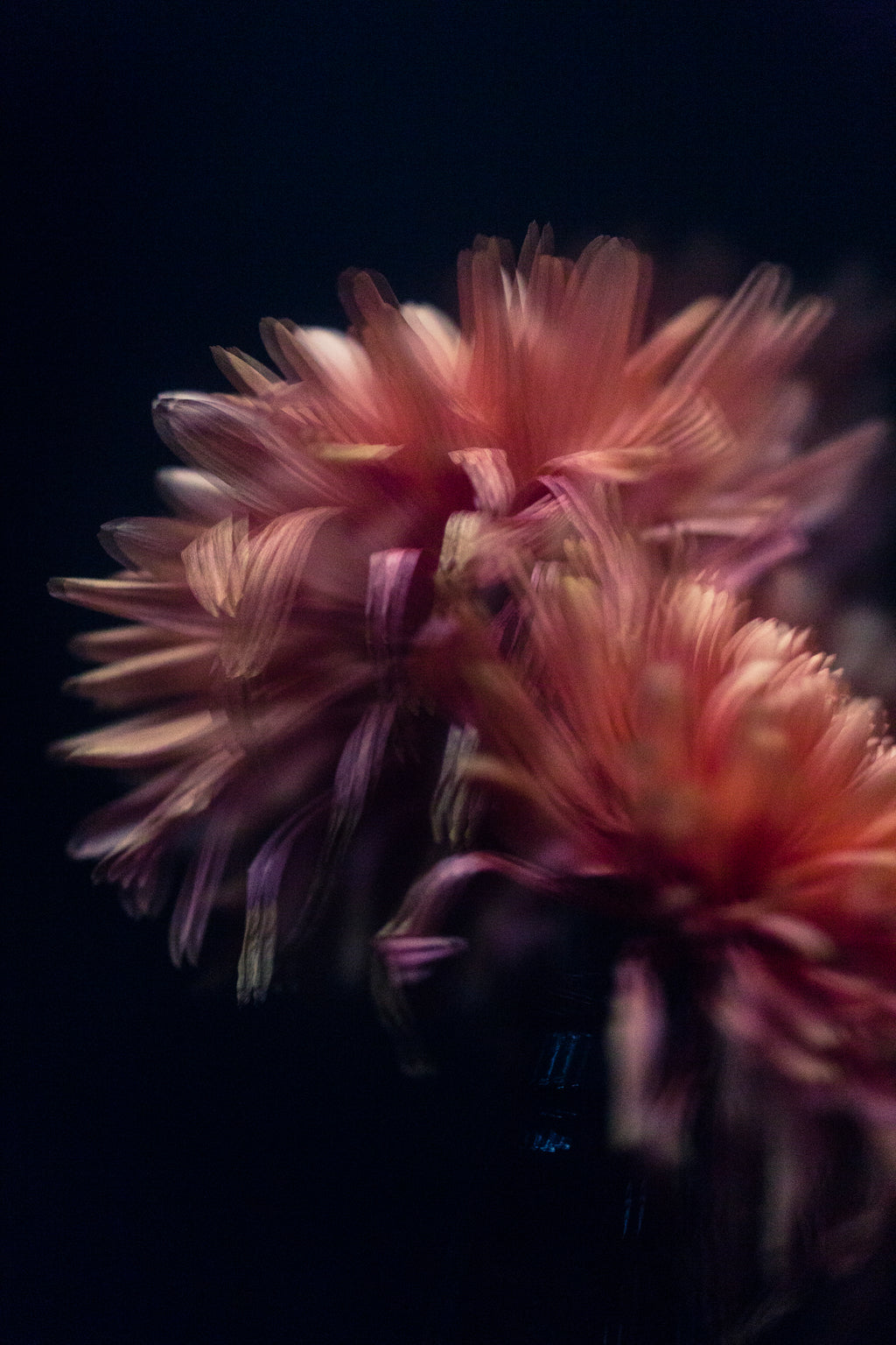 Photography by Jessica Haye & Clark Hsiao titled "Dahlia" - 2.