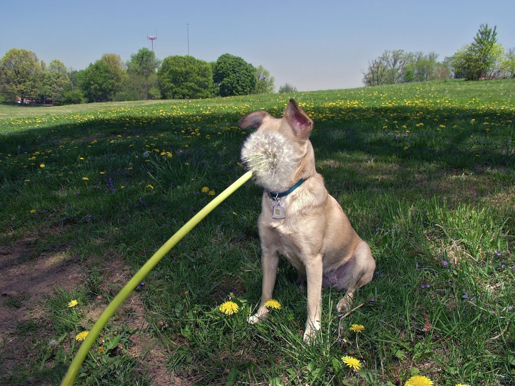 Photography by Michael Northrup titled "Dandelion Collision" - 2.