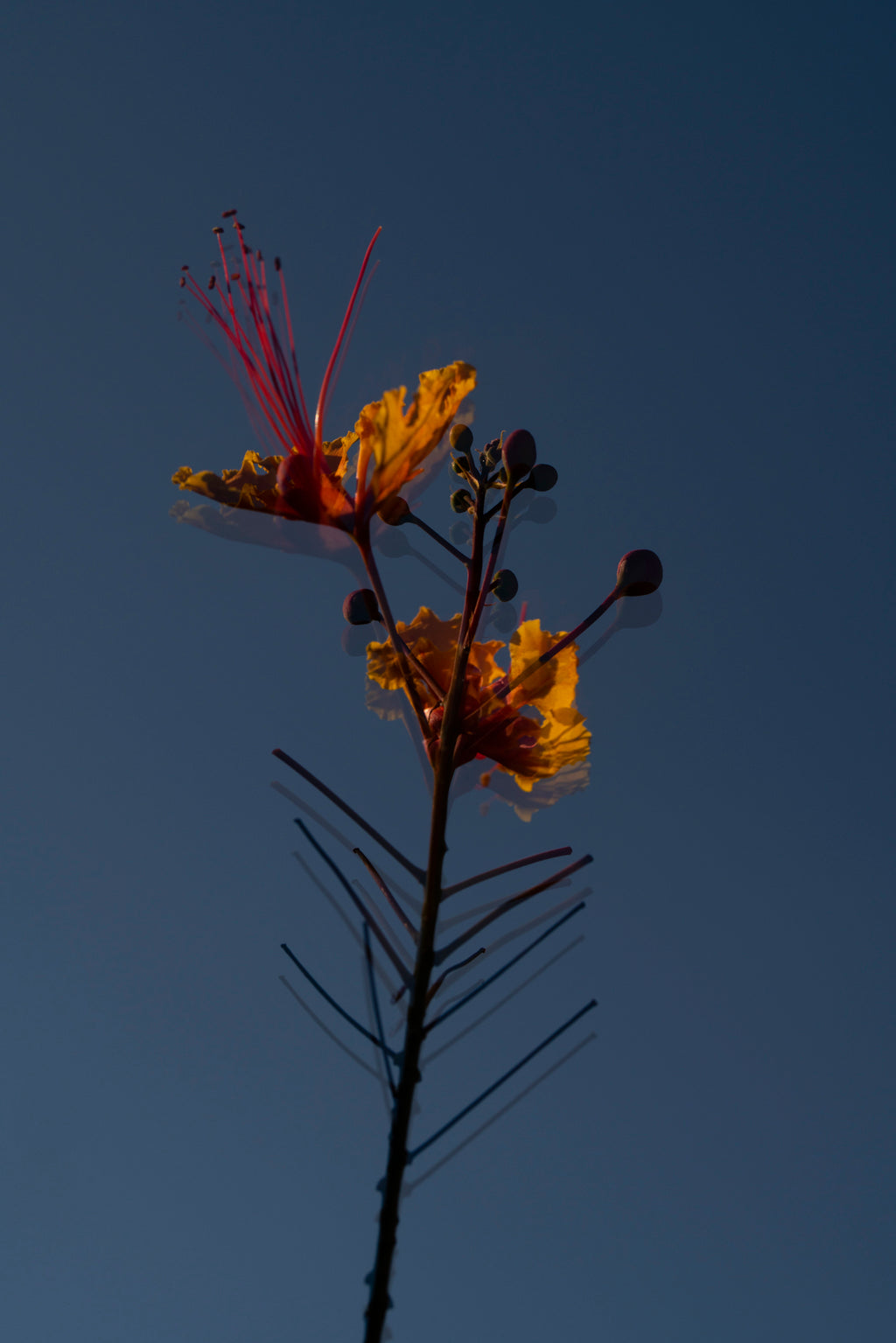 Photography by Jessica Haye & Clark Hsiao titled "Desert Flower" - 2.