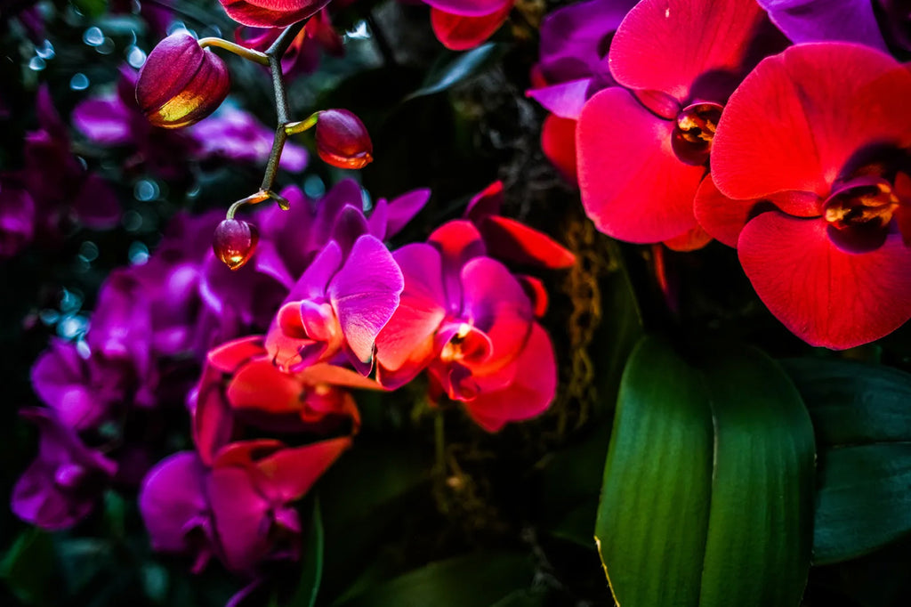 Photography by Dolly Faibyshev titled "Black and Red Look So Good on You" - 2.
