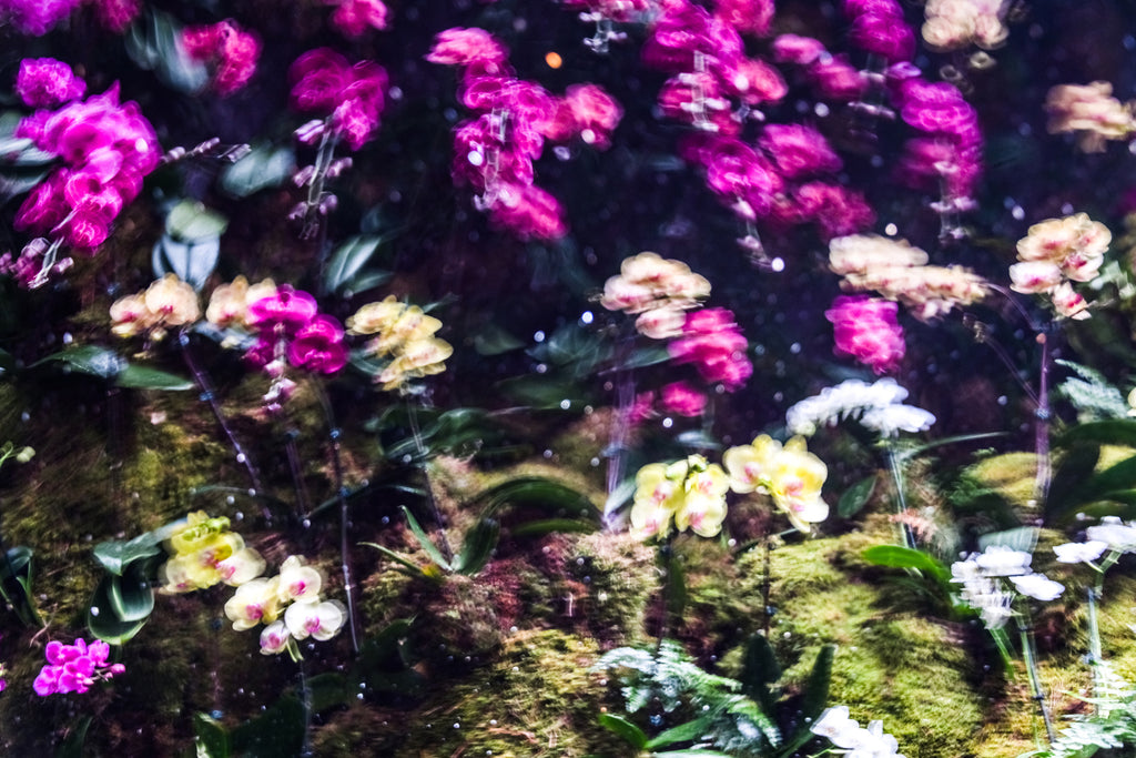 Photography by Dolly Faibyshev titled "Cherry Blossom Girl" - 2.