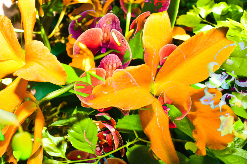 Photography by Dolly Faibyshev titled "Sugar Magnolia" - 2.