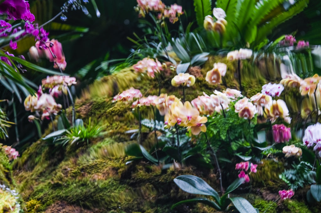 Photography by Dolly Faibyshev titled "Waltz of the Flowers" - 2.