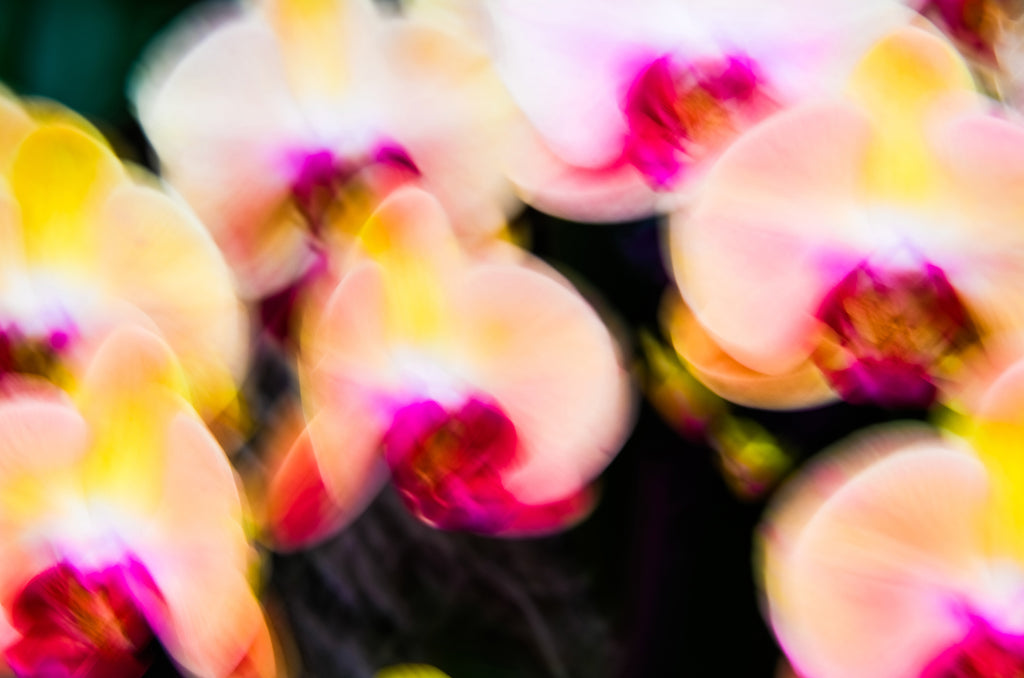 Photography by Dolly Faibyshev titled "You Don't Bring Me Flowers" - 2.