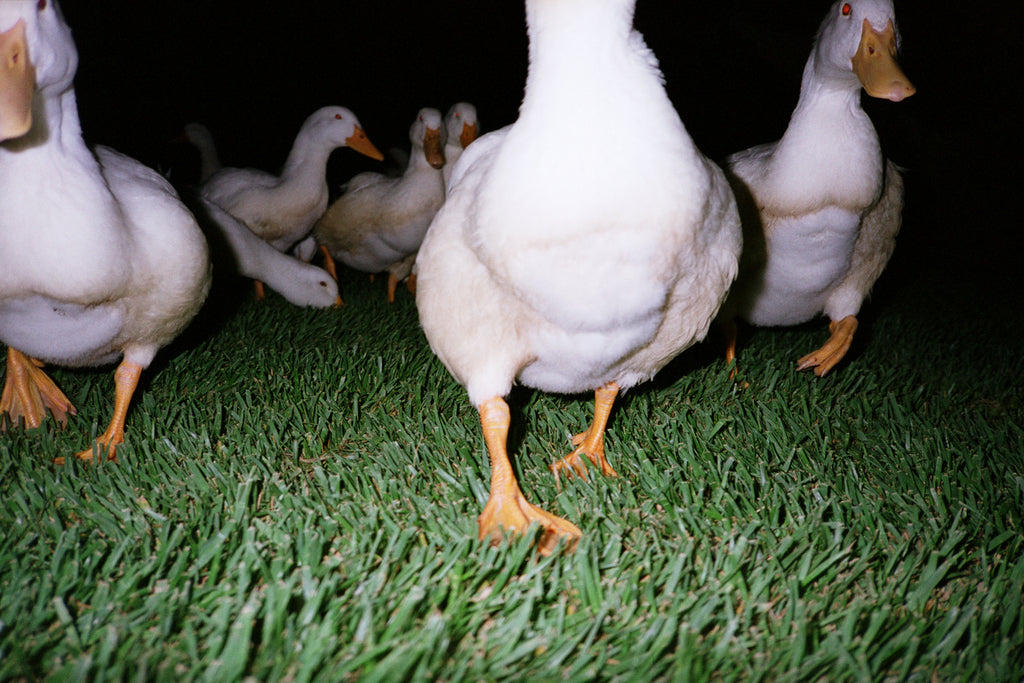 Photography by Jessica Haye & Clark Hsiao titled "Ducks" - 2.