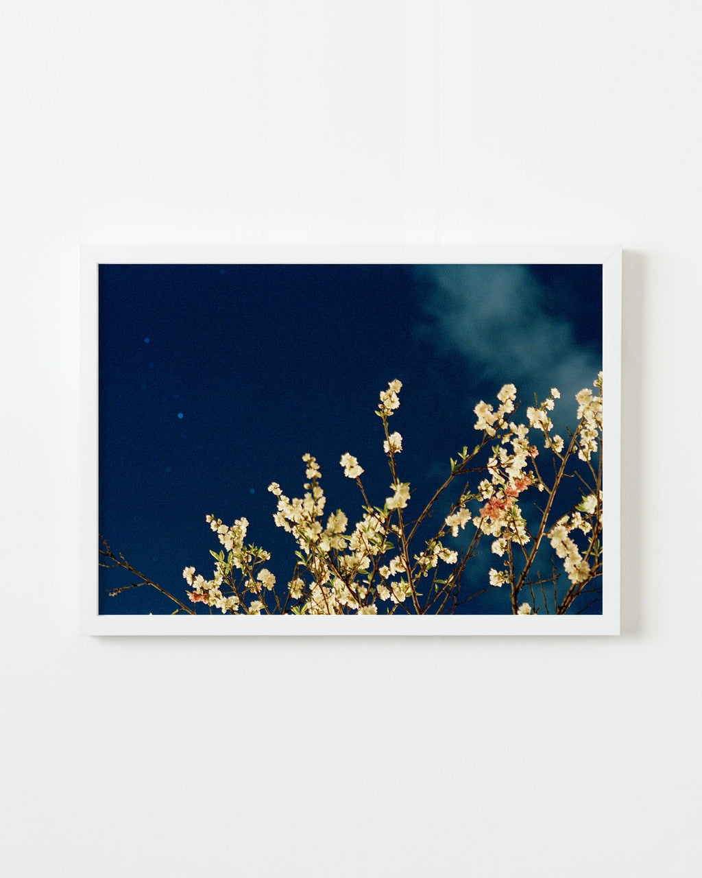 Photography by Jessica Haye & Clark Hsiao titled "Night Flowers" - 1.
