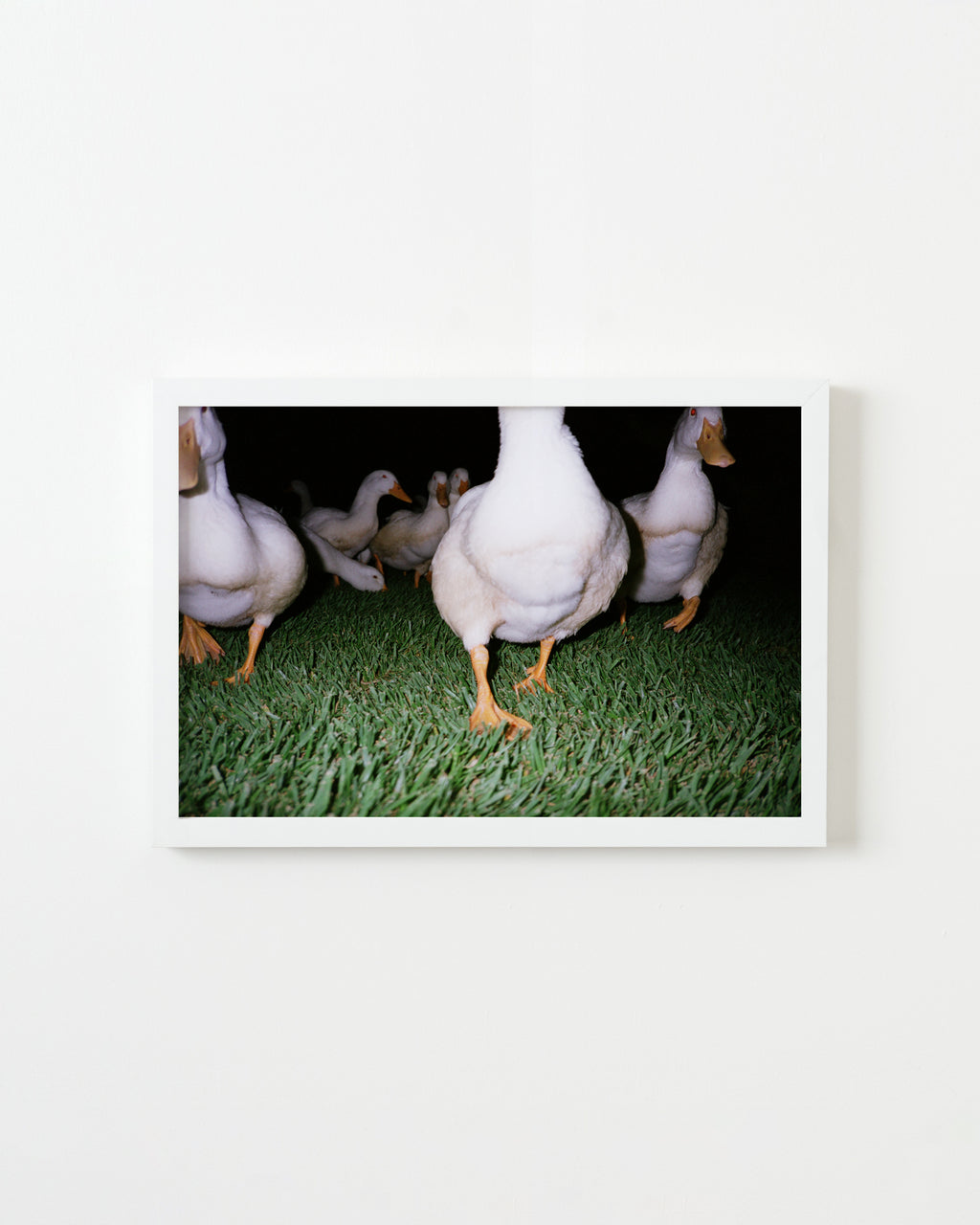 Photography by Jessica Haye & Clark Hsiao titled "Ducks" - 1.