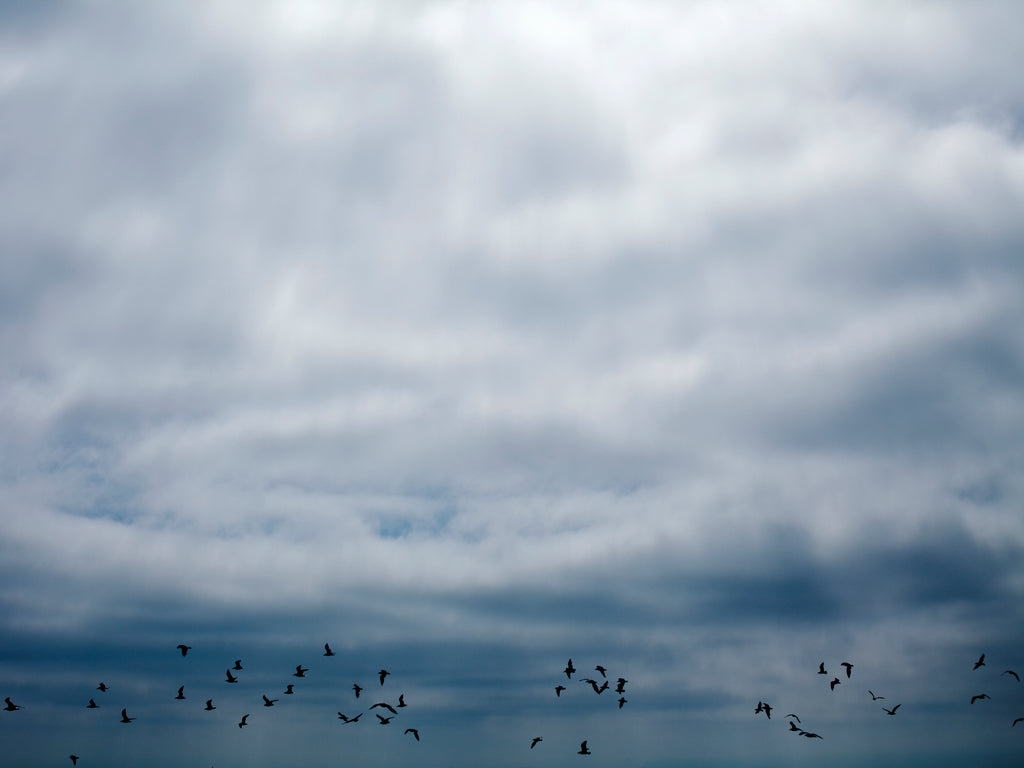 Photography by Jessica Haye & Clark Hsiao titled "Flock" - 2.
