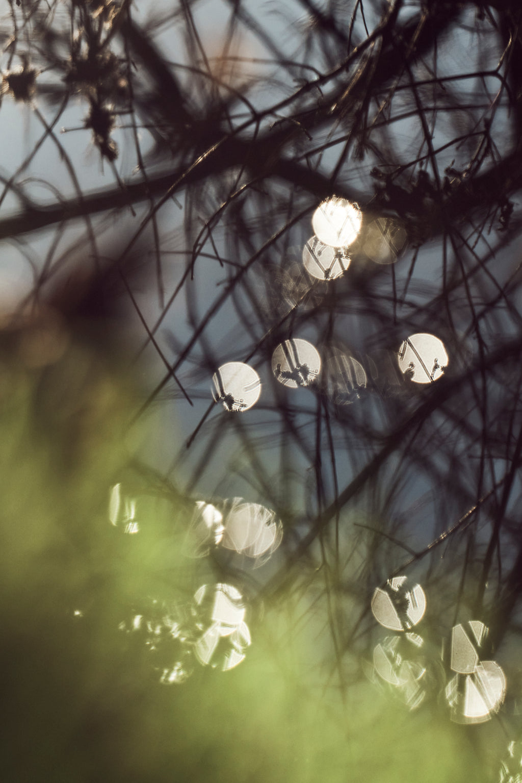 Photography by Jessica Haye & Clark Hsiao titled "Sonoma I" - 2.