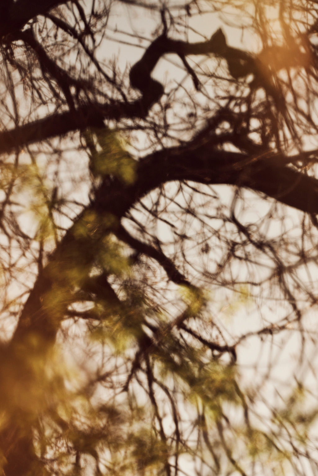 Photography by Jessica Haye & Clark Hsiao titled "Sonoma II" - 2.