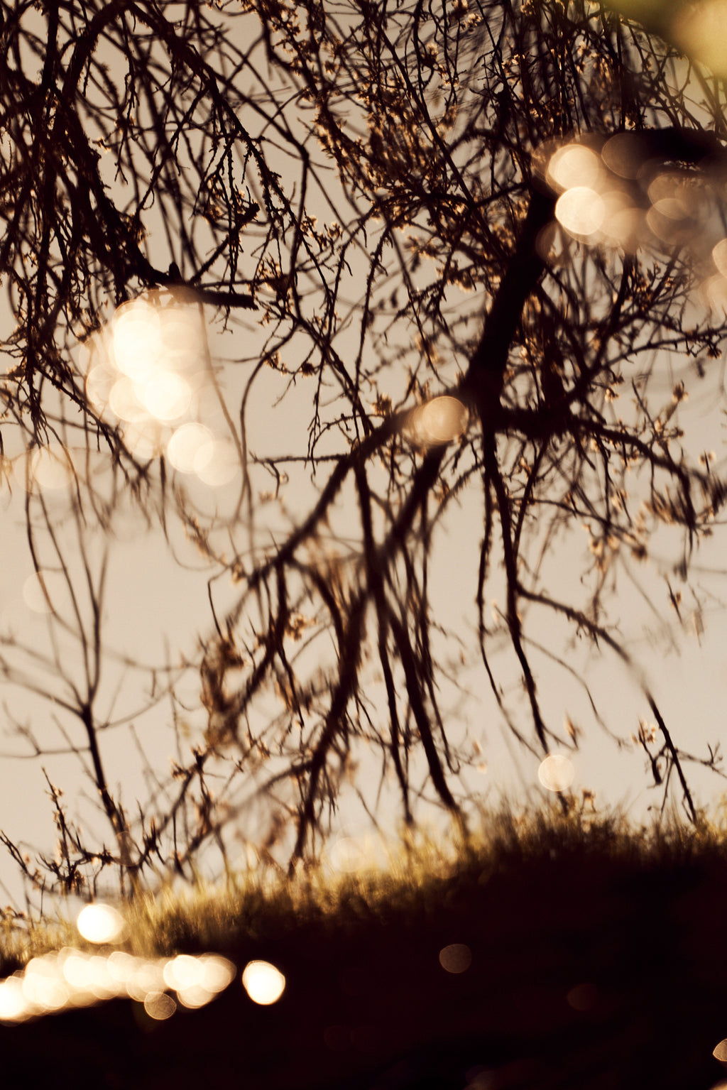 Photography by Jessica Haye & Clark Hsiao titled "Sonoma III" - 2.