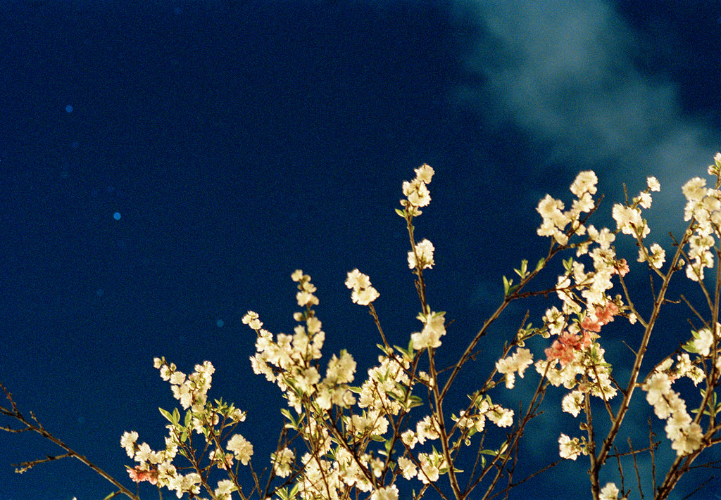 Photography by Jessica Haye & Clark Hsiao titled "Night Flowers" - 2.