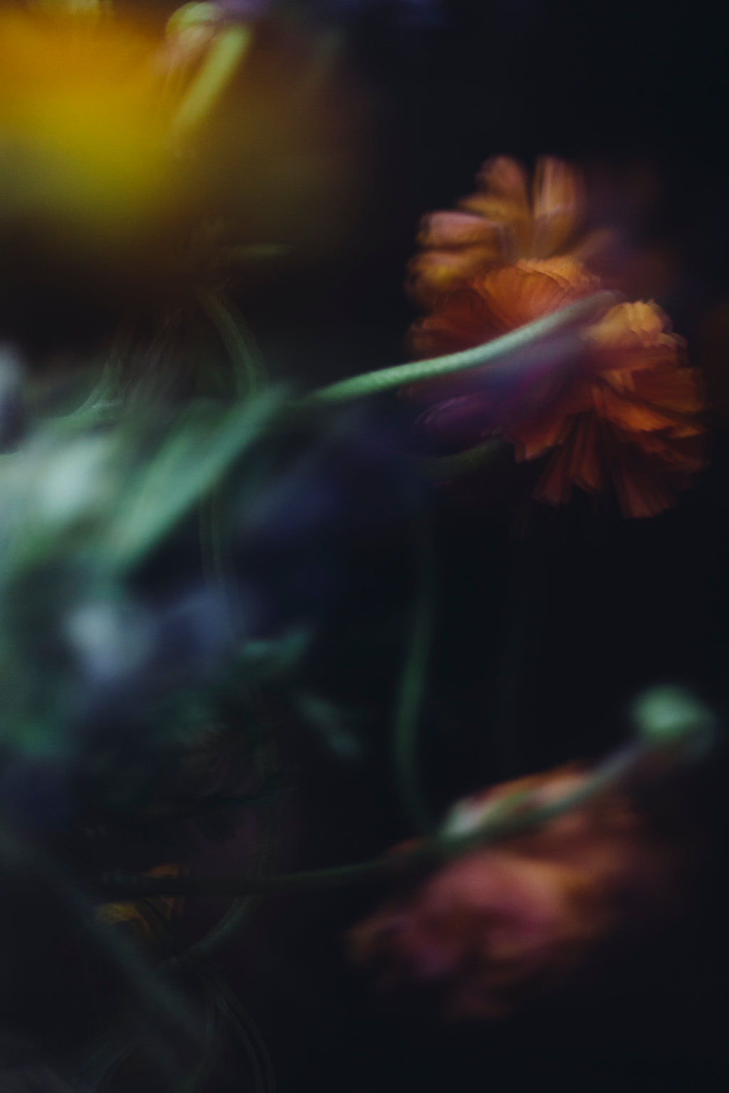 Photography by Jessica Haye & Clark Hsiao titled "Ranunculus" - 2.