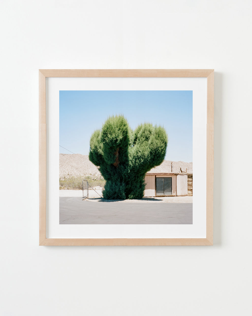 Photography by Sinziana Velicescu titled "Yucca Valley, CA" - 4.