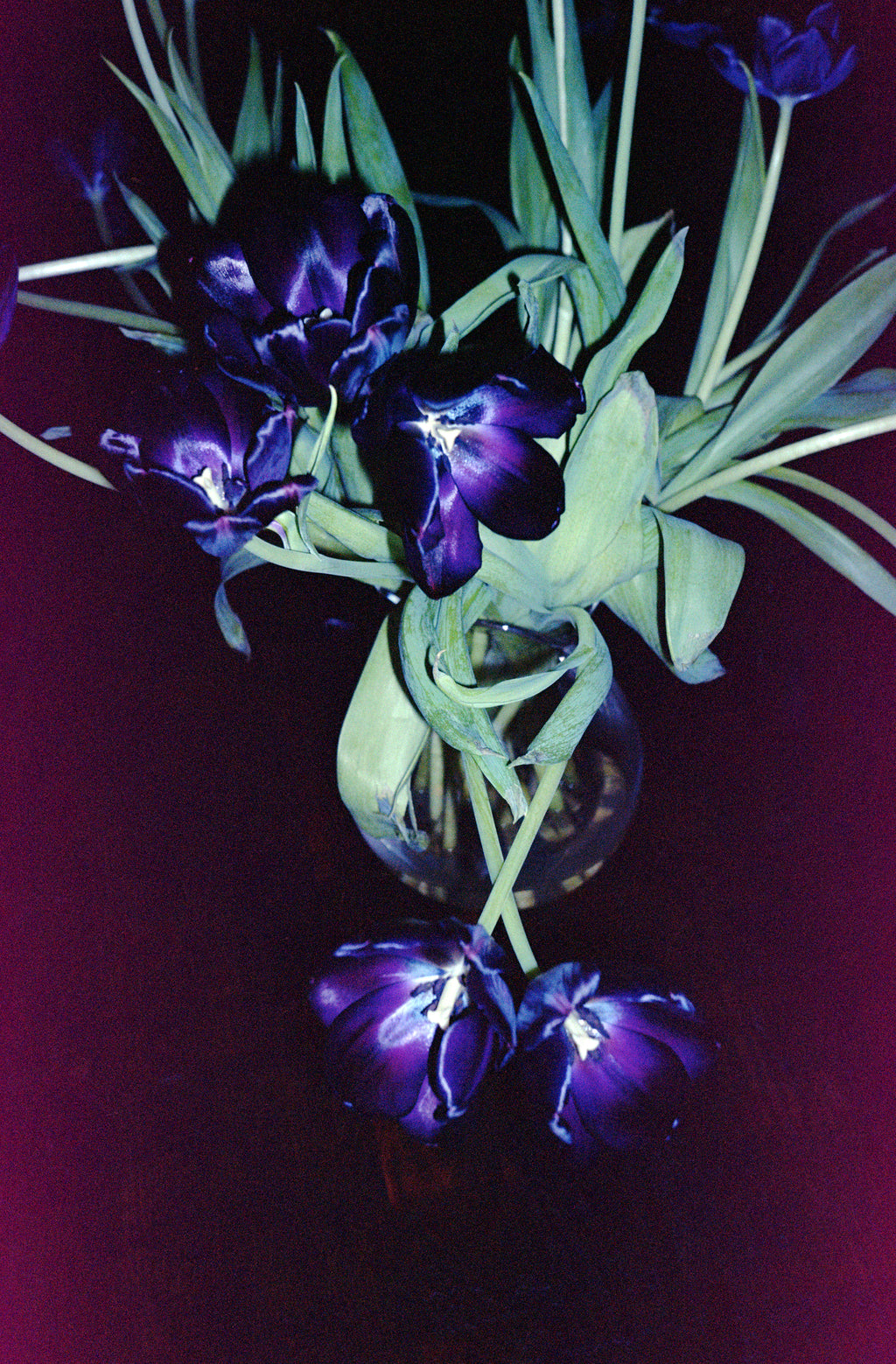 Photography by Jessica Haye & Clark Hsiao titled "Tulips" - 2.