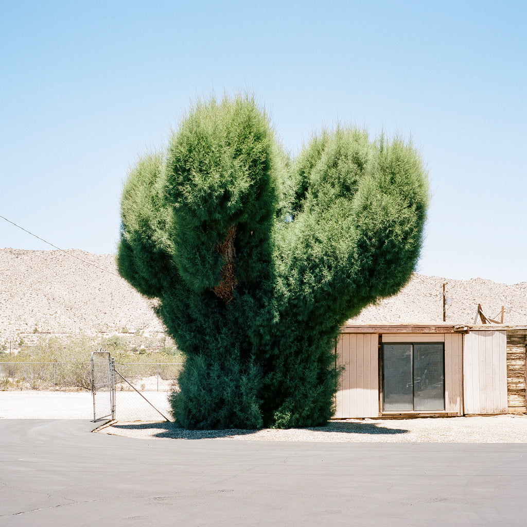 Photography by Sinziana Velicescu titled "Yucca Valley, CA" - 2.