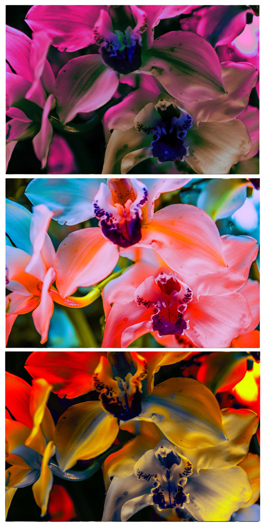 Photography by Dolly Faibyshev titled "Nothing But Flowers" - 2.